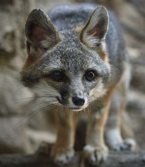 Fox snatcher: Footage shows furry intruder swiped cameras from Arizona backyard